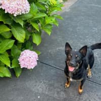 Photo of Pixie 