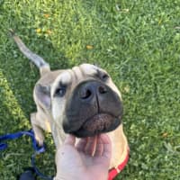 Photo of Gypsy
