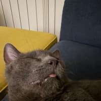 Photo of Ralph