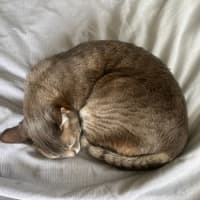 Photo of Basil
