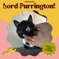 Photo of Lord Purrington 🙌🔥