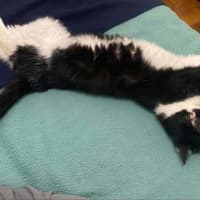 Photo of Poe *9 Lives Project Rescue*