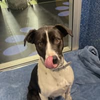 Photo of Sadie