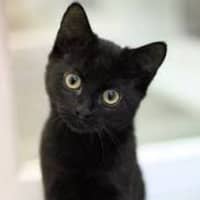 Photo of 🐾 Nelson 🐾