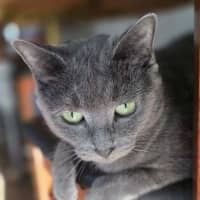 Photo of Pearl