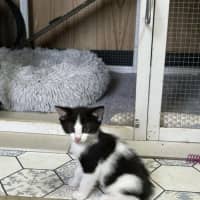 Photo of Mellon Tail 