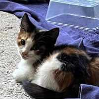 Photo of Jelly Bean