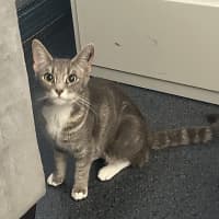 Photo of Willow