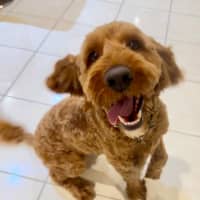 Photo of Rusty