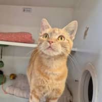 Photo of Nala