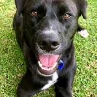 Photo of Mochi   1 Year Old Labrador Kelpie X