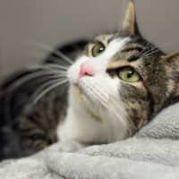 Photo of Primrose