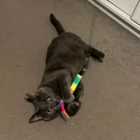 Photo of Bubbles
