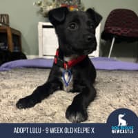 Photo of Lulu   9 Week Old Kelpie X