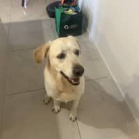 Photo of Gidget