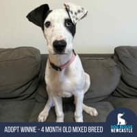 Photo of Winnie   4 Month Old Mixed Breed