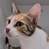 Photo of Aela The Huntress