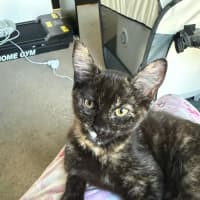 Photo of Cressida 