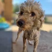 Photo of Sully