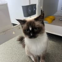 Photo of Neapolitan  Meet Me At Petstock Birkenhead Point