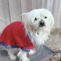 Photo of Lilly