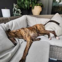 Photo of Tiger, The Adorable Greyhound