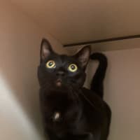 Photo of Soot