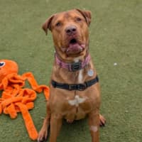 Photo of Spud