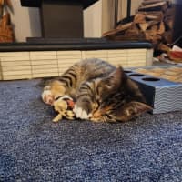 Photo of Dorito