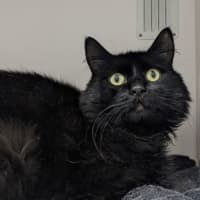 Photo of Winston
