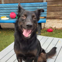 Photo of Layla