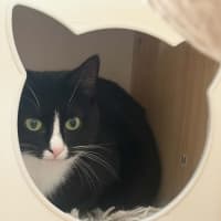 Photo of Maggie *9 Lives Project Rescue*