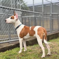 Photo of Penny
