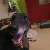 Photo of Yoko, The Greyhound