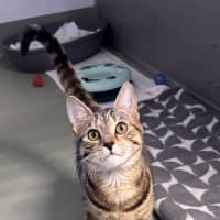 Photo of Nala