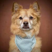 Photo of Louie   9 Year Old Pomeranian X
