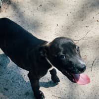 Photo of Mocha