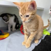 Photo of Ranga