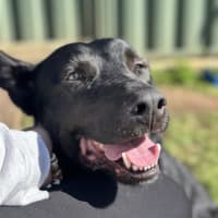 Photo of Jock