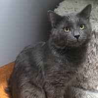 Photo of Nimbu