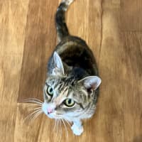 Photo of C1518 Mochi