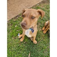 Photo of Gunner *$350 Adoption Fee*