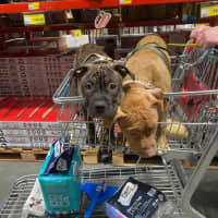 Photo of Staffy Puppies