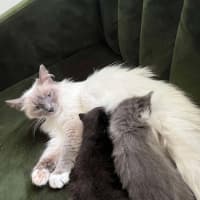 Photo of Mish (Ragdoll)
