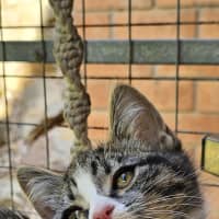 Photo of Basil