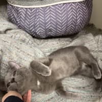 Photo of Casper