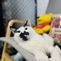 Photo of Scout