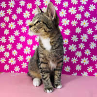 Photo of Bob Marley   Located In Westmeadows