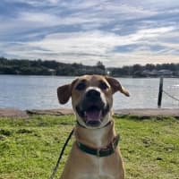 Photo of Ducky   Assisted Rehome