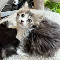 Photo of Fifi